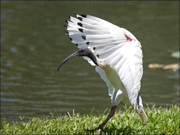 Australian Ibis australian_ibis_94433.psd