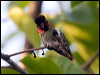 annas_hummingbird_65865