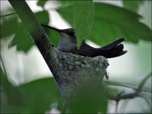 Black-chinned Hummingbird blkchin_hummingbird_67667.psd
