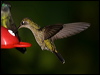 magnif_hummingbird_111281