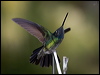 magnif_hummingbird_112315