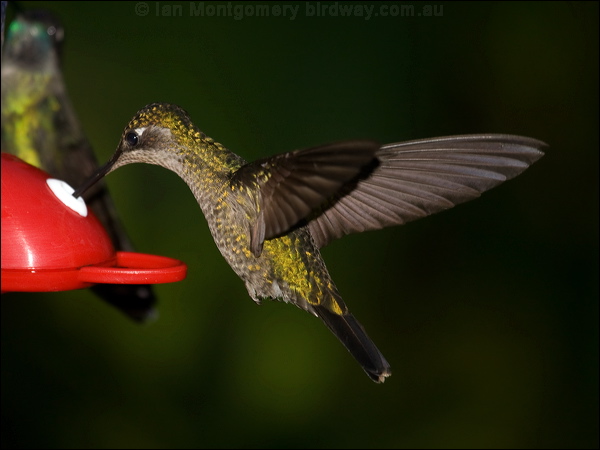 Magnificent Hummingbird magnif_hummingbird_111281.psd