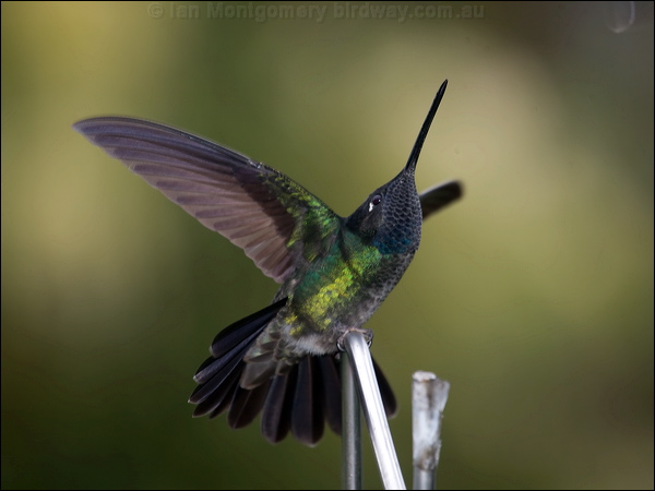 Magnificent Hummingbird magnif_hummingbird_112315.psd