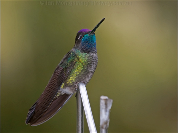 Magnificent Hummingbird magnif_hummingbird_112320.psd