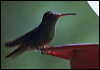 rufous_tail_hummingbird_1