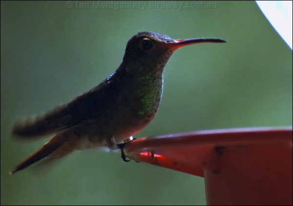 Rufous-tailed Hummingbird rufous_tail_hummingbird_1.psd