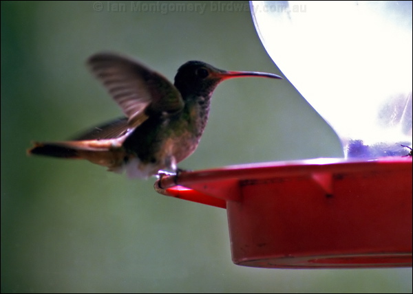 Rufous-tailed Hummingbird rufous_tail_hummingbird_2.psd