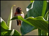 scint_hummingbird_111317