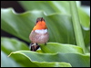 scint_hummingbird_112338