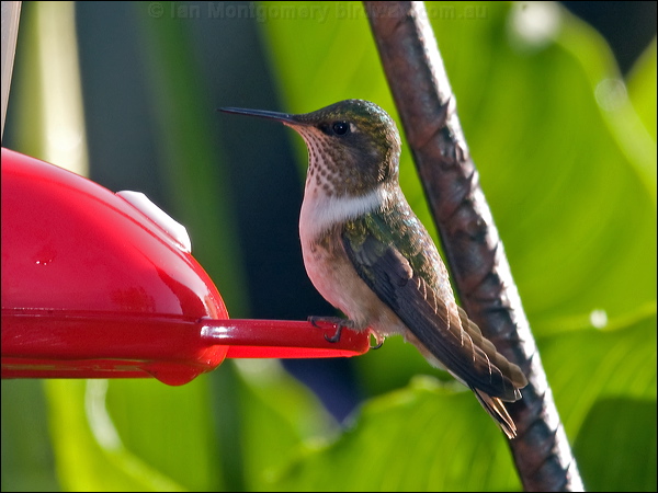 Scintillant Hummingbird scint_hummingbird_111309.psd