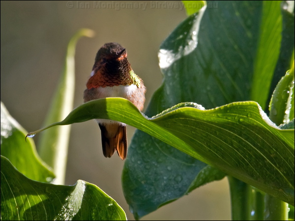 Scintillant Hummingbird scint_hummingbird_111317.psd