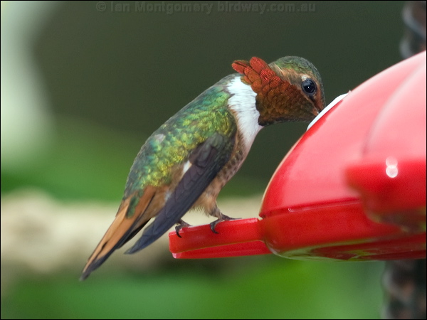 Scintillant Hummingbird scint_hummingbird_112289.psd