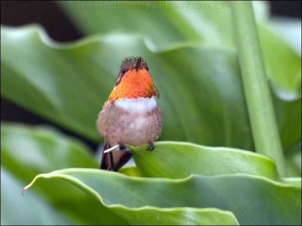 Scintillant Hummingbird scint_hummingbird_112338.psd