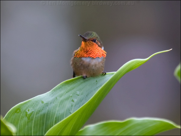 Scintillant Hummingbird scint_hummingbird_112376.psd