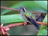 speckled_hummingbird_24525
