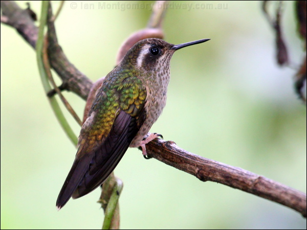 Speckled Hummingbird speckled_hummingbird_24875.psd