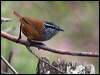 Click here to enter gallery and see photos/pictures/images of Gray-breasted Wood-Wren