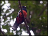 Click here to enter gallery and see photos/pictures/images of Blue-crowned Trogon