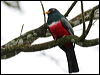 Click here to enter gallery and see photos/pictures/images of Ecuadorean Trogon