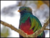 Click here to enter gallery and see photos/pictures/images of Resplendent Quetzal