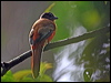 Click here to enter gallery and see photos/pictures/images of Scarlet-rumped Trogon