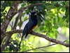 Click here to enter gallery and see photos/pictures/images of Guianan (Violaceous) Trogon