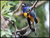 Click here to enter gallery and see photos/pictures/images of Green-backed Trogon