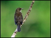 Click here to enter gallery and see photos/pictures/images of Black-billed Thrush