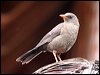 Click here to enter gallery and see photos/pictures/images of Great Thrush