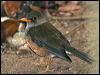 Click here to enter gallery and see photos/pictures/images of Island Thrush
