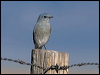 Click here to enter gallery and see photos/pictures/images of Mountain Bluebird