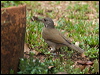 Click here to enter gallery and see photos/pictures/images of Pale-breasted Thrush