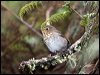 Click here to enter gallery and see photos/pictures/images of Swainson's Thrush