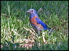 Click here to enter gallery and see photos/pictures/images of Western Bluebird