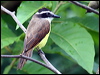 Click here to enter gallery and see photos/pictures/images of Great Kiskadee
