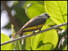 tropical_kingbird_20865