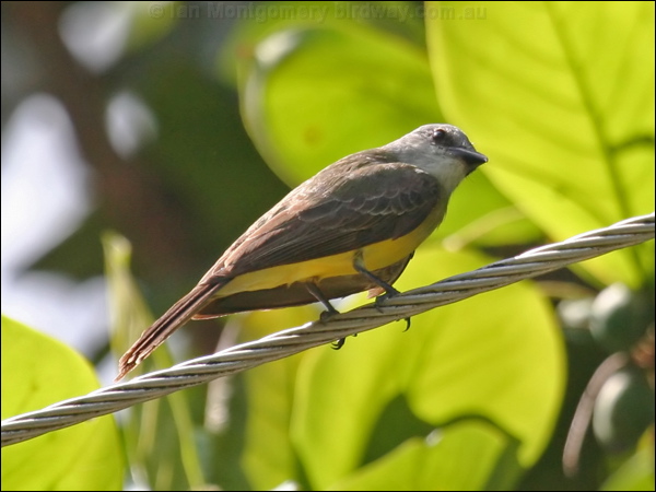Tropical Kingbird tropical_kingbird_20865.jpg