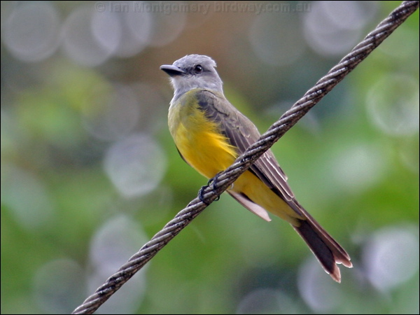 Tropical Kingbird tropical_kingbird_23400.psd