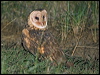 eastern_grass_owl_184631