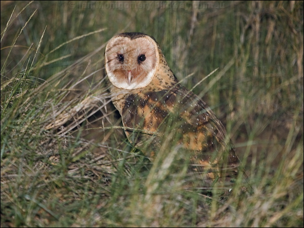 Eastern Grass Owl eastern_grass_owl_184619.psd