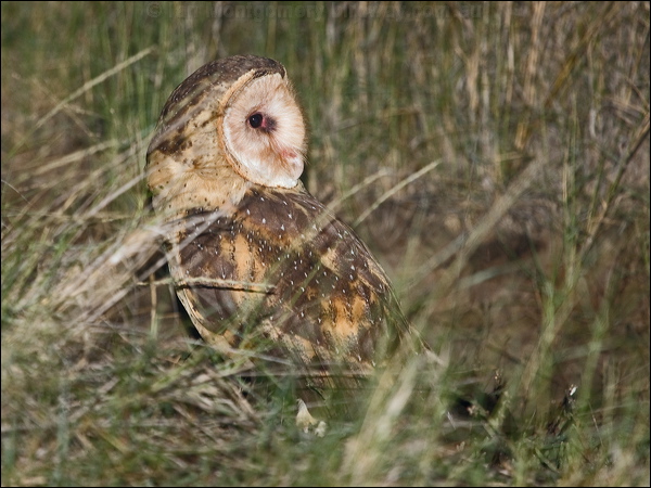 Eastern Grass Owl eastern_grass_owl_184623.psd