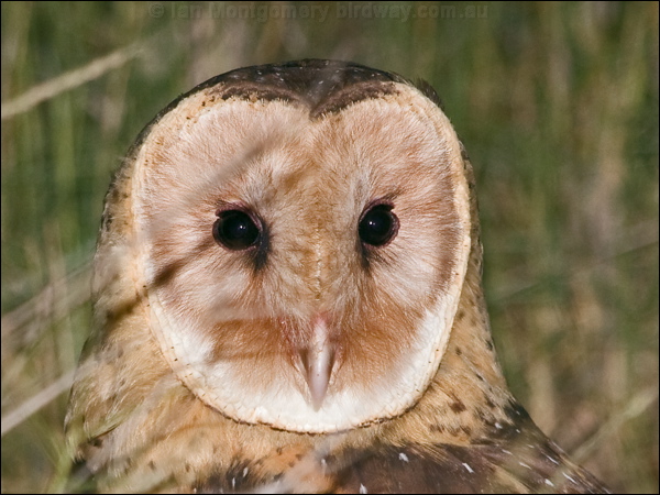 Eastern Grass Owl eastern_grass_owl_184624.psd