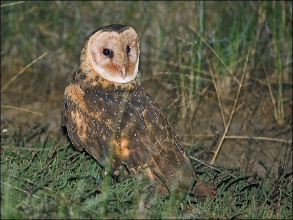 Eastern Grass Owl eastern_grass_owl_184631.psd