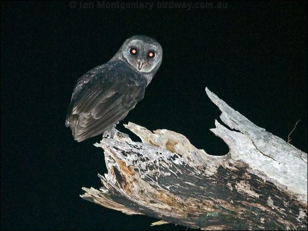 Greater Sooty Owl greater_sooty_owl_164182.psd