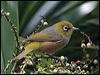 Click here to enter gallery and see photos/pictures/images of Silvereye