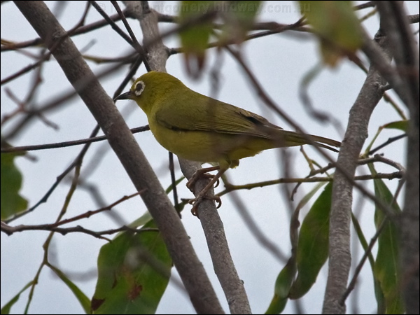 Canary (Australian Yellow) White-eye yellow_white_eye_156190.psd