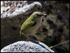 Click here to enter gallery and see photos/pictures/images of  NZ Rock Wren/South Island Wren