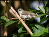 Click here to enter gallery and see photos/pictures/images of  Brown Gerygone