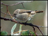 Click here to enter gallery and see photos/pictures/images of  Brown Thornbill