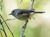 Click here to enter gallery and see photos/pictures/images of  Brown Thornbill